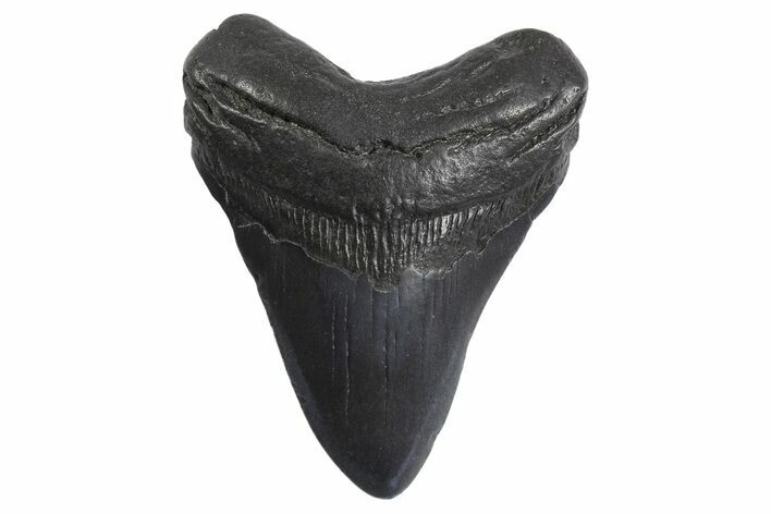 Fossil Megalodon Tooth - South Carolina #299649